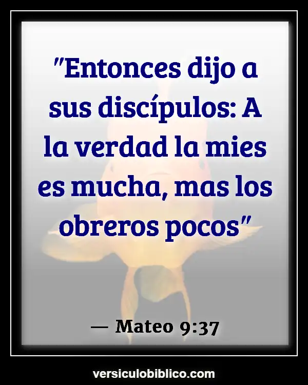 Versículos De La Biblia sobre Tiempo de cosecha (Mateo 9:37)